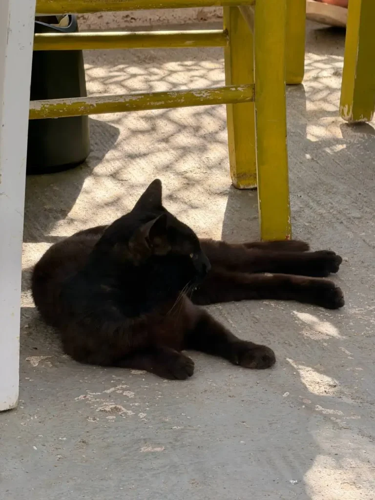 Czarny kot odpoczywający w cieniu przy tradycyjnej tawernie na wyspie Kythnos.